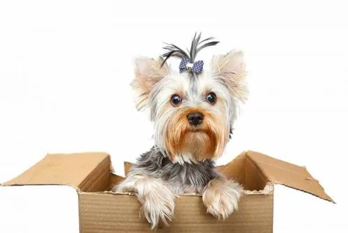 Moving with Pets
