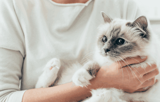 cat-moving-survival-guide