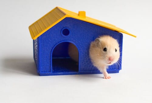 studio-apartment