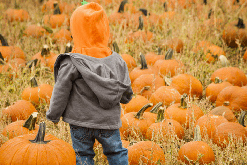 pumpkin-patches